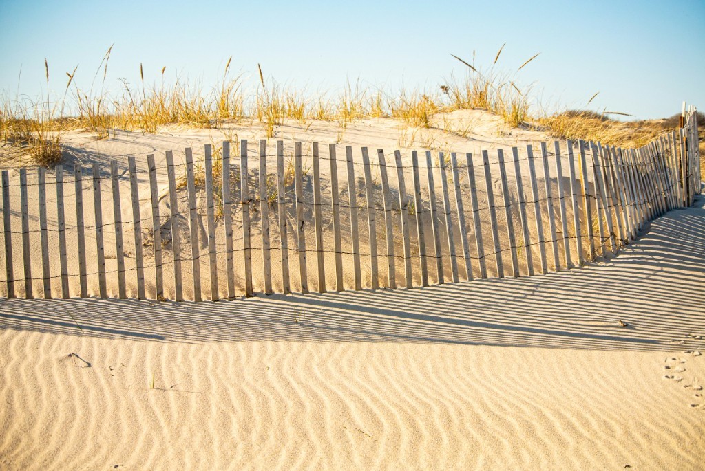 Sunlit sand dunes and beach grass on the Southampton coast
